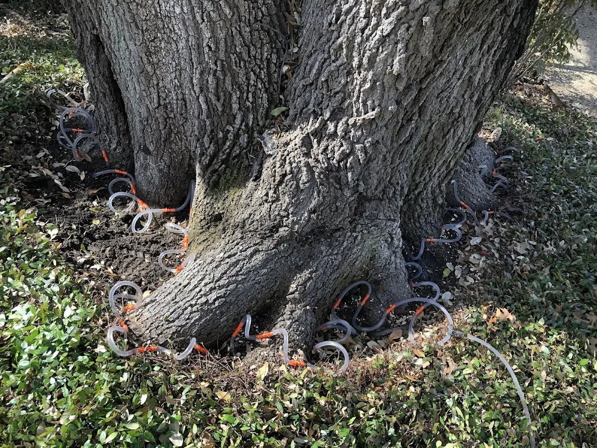 Detailed Tree Cabling and Bracing job site in Ravalli